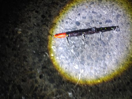 フッコ38cmと40cm