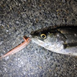 フッコ40～42cmを3匹