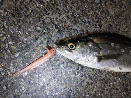 フッコ40～42cmを3匹