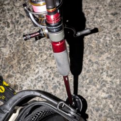 プチ冬眠からの目覚めプラッキング