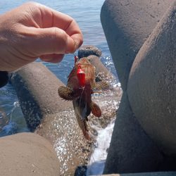 東浦〜穴釣り〜昼