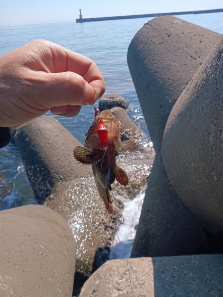 東浦〜穴釣り〜昼
