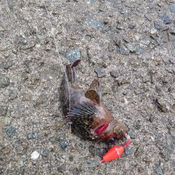 穴釣り〜淡路東浦〜2日目