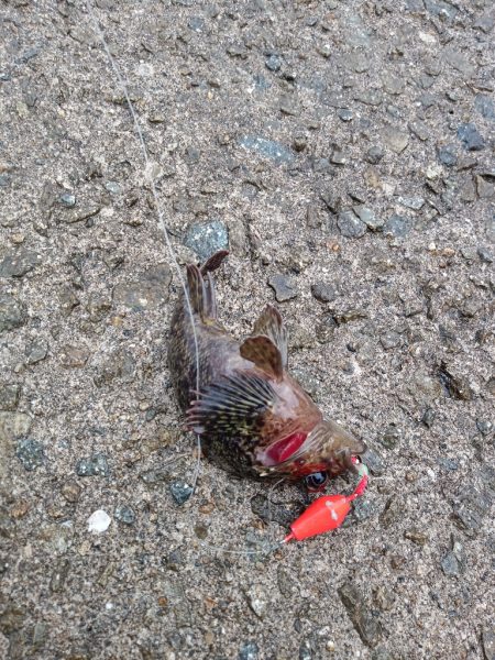 穴釣り〜淡路東浦〜2日目