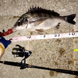 乗っ込みチヌかい？