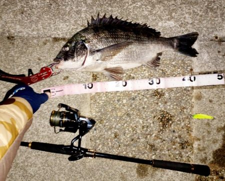 乗っ込みチヌかい？