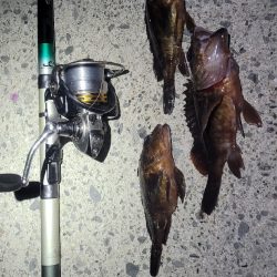 困ったときのカサゴ