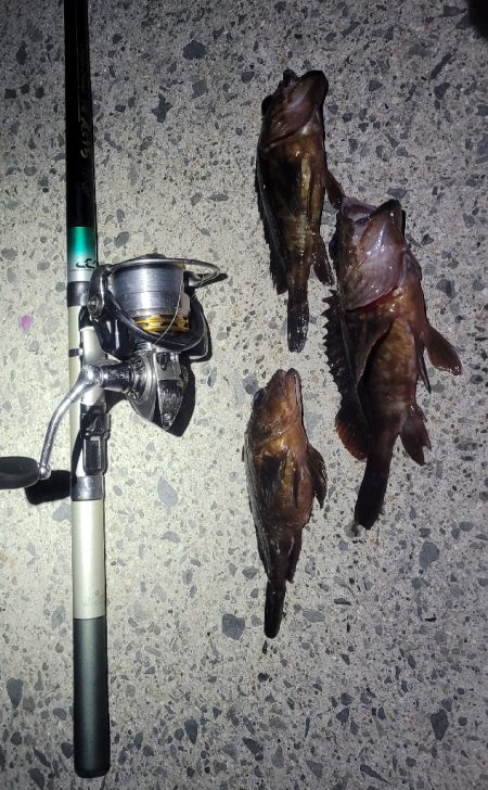 困ったときのカサゴ