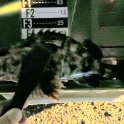 ロックフィッシュ1