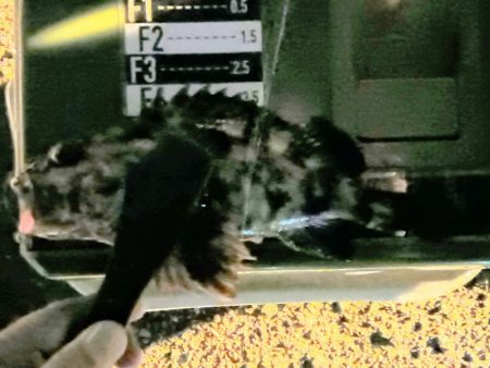 ロックフィッシュ1