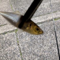 陸っぱり釣行記