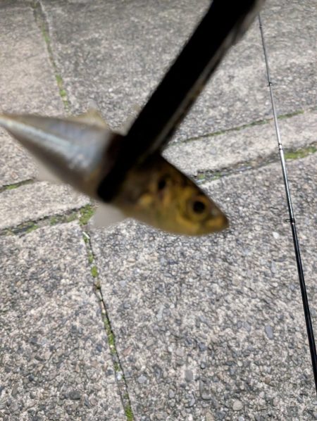 陸っぱり釣行記