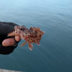 陸っぱり釣行記