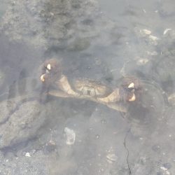 寝不足チニング