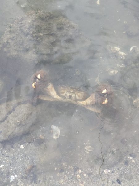 寝不足チニング