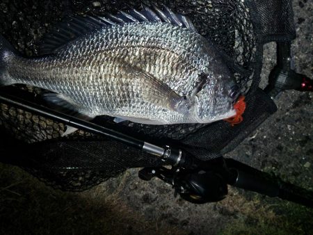 チニングでカレイとマゴチ！