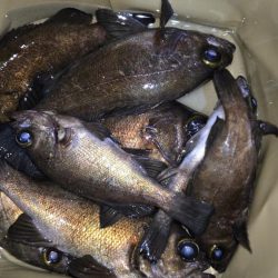 良型メバル連発！