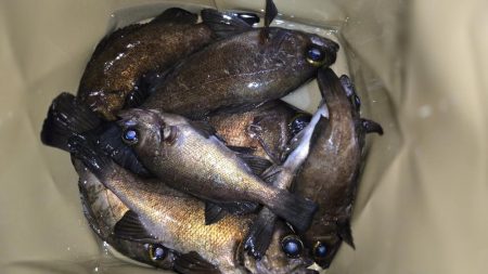 良型メバル連発！