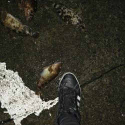 メバリングのはずが