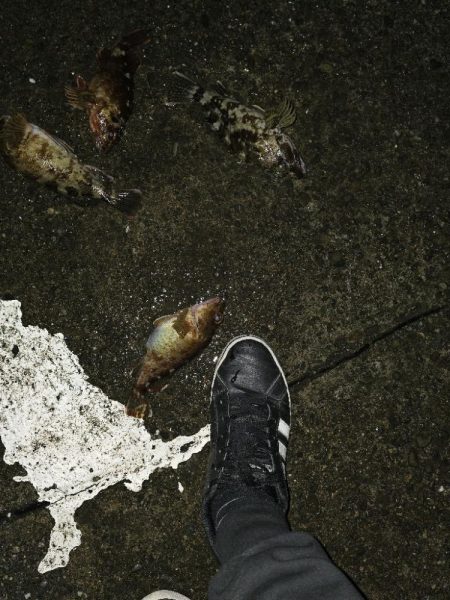 メバリングのはずが