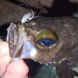 メバル、おったぁー