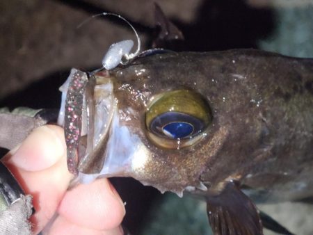 メバル、おったぁー