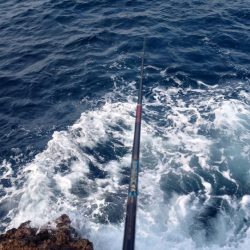 良型連発！西ノ島の寒グレ釣り