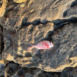 チヌ狙いでマダイの大物が釣れました