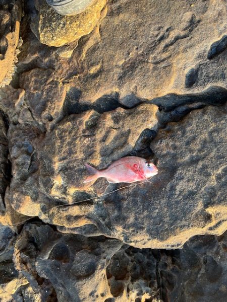 チヌ狙いでマダイの大物が釣れました