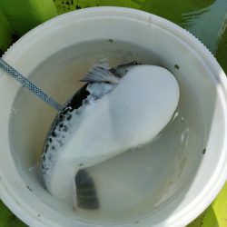 トラフグ☆えさ政より