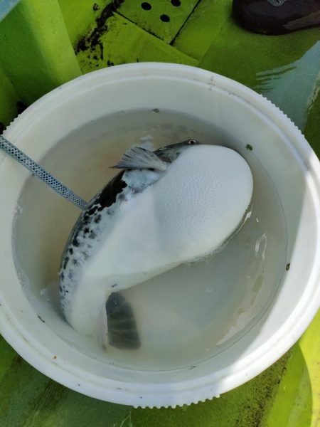 トラフグ☆えさ政より