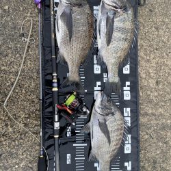 チヌフカセ釣り