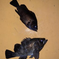 メバリング3回目