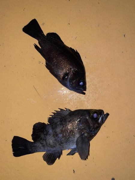 メバリング3回目