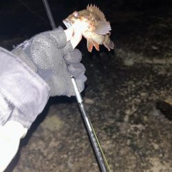 秋田県男鹿市で根魚！