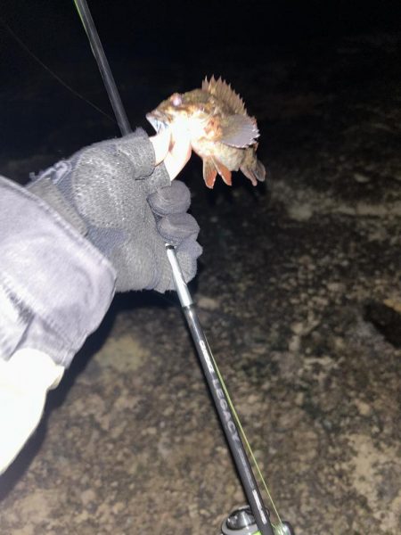 秋田県男鹿市で根魚！