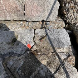 花見カレイ不発