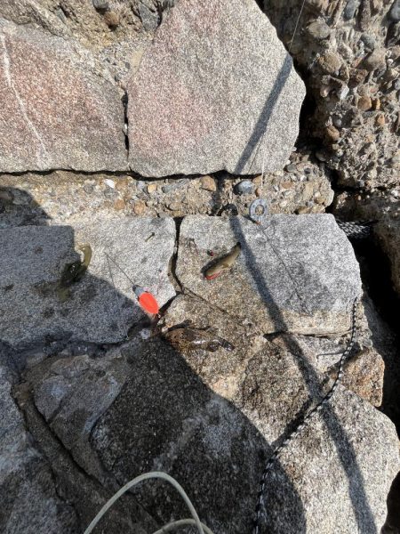 花見カレイ不発