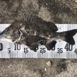 イチノ兄弟、釣果!