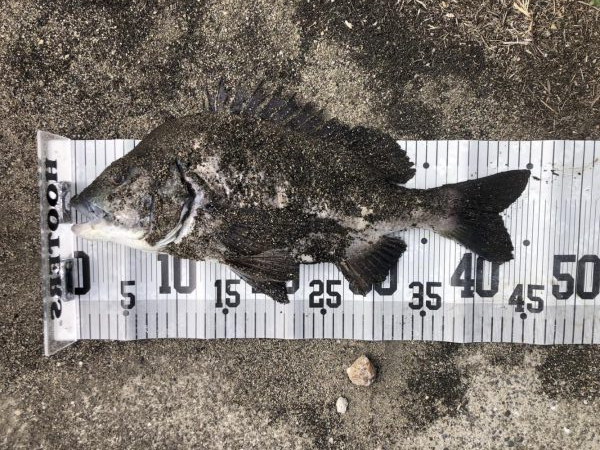 イチノ兄弟、釣果!