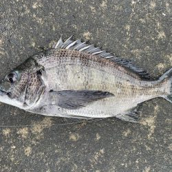 イチノ兄弟、釣果！