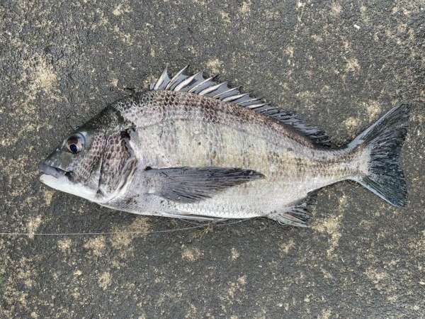 イチノ兄弟、釣果！