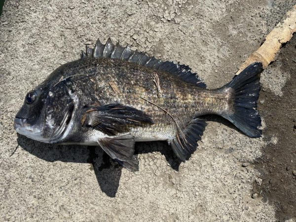 イチノ兄弟、釣果！