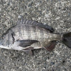 イチノ兄弟、釣果!