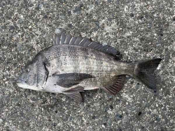 イチノ兄弟、釣果!