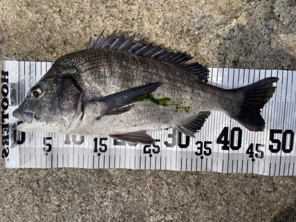 イチノ兄弟、釣果!