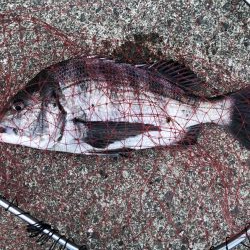 イチノ兄弟、釣果！