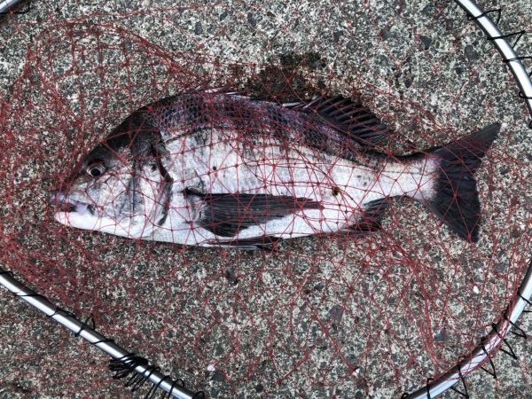 イチノ兄弟、釣果！