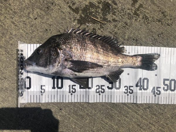 イチノ兄弟、釣果!