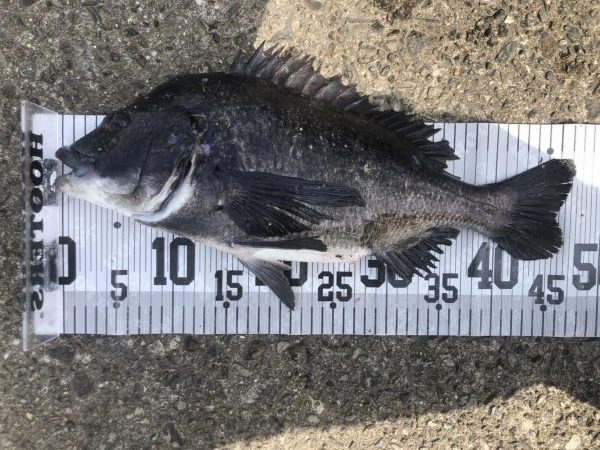 イチノ兄弟、釣果！